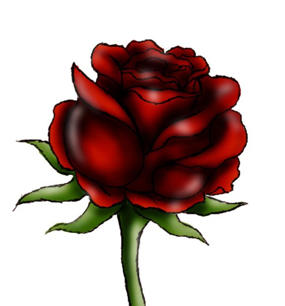 579x620 How To Draw A Red Rose Steps
