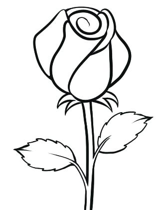 331x421 Rose Flower Drawing Rose Flower Drawing Step Step