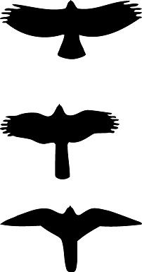 202x385 identifying immature red tailed hawks falcon silhouette bird