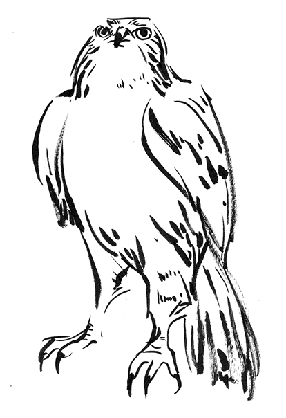 414x604 Bird Marker Sketches Louise Liang Illustration