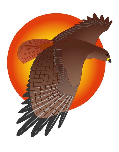 470x600 Red Tailed Hawk Drawings Fine Art America