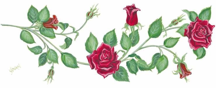 740x301 Border Rose Vine Rose Design Drawing