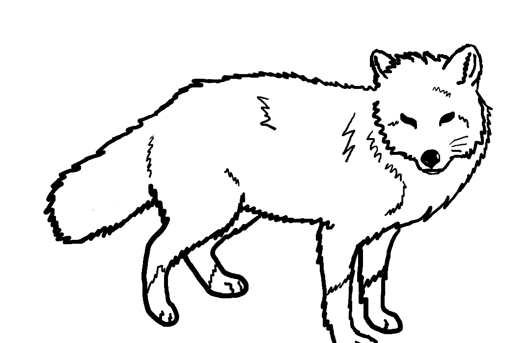 Red Wolf Drawing | Free download on ClipArtMag