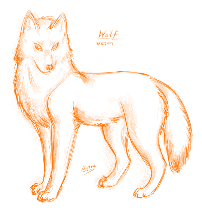 672x691 Red Wolf Drawing