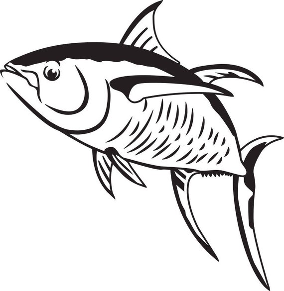 570x585 Redfish Drawing For Free Download