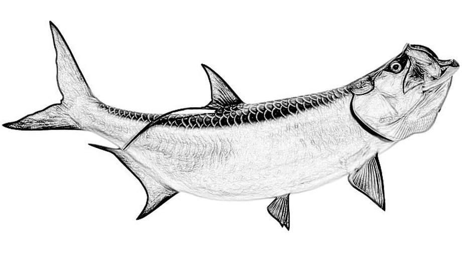 920x520 Redfish Drawing Tarpon For Free Download