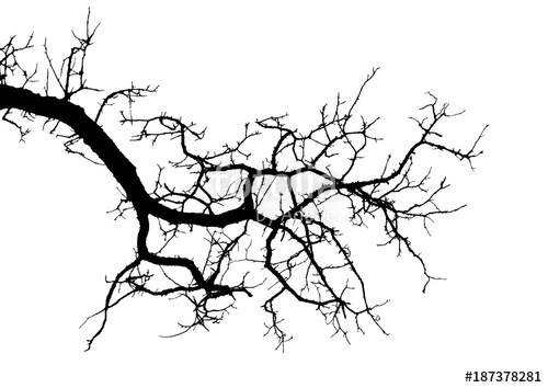 500x354 T Drawing Tree Vector Redwood