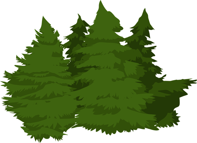 Redwood Forest Drawing