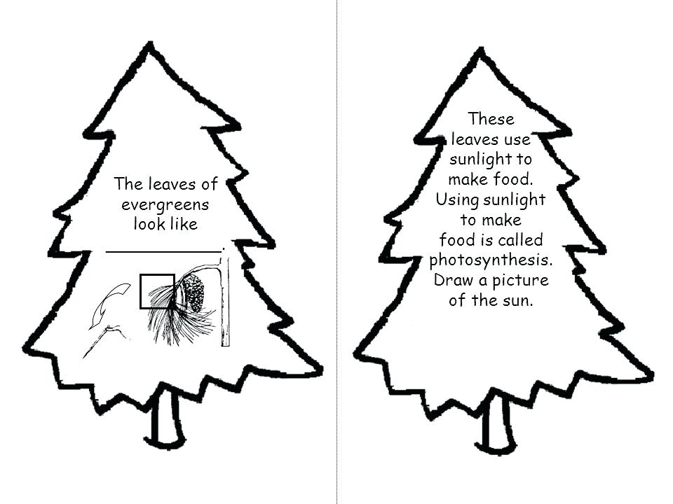 960x720 evergreen trees drawing how to draw a tree tutorial evergreen