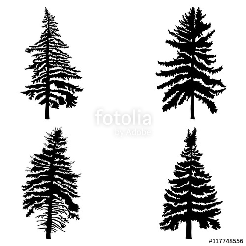 500x500 Fir Trees Set Isolated On White Background Illustration