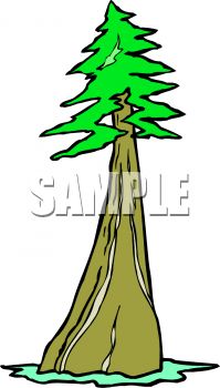 199x350 Giant Redwood Clipart