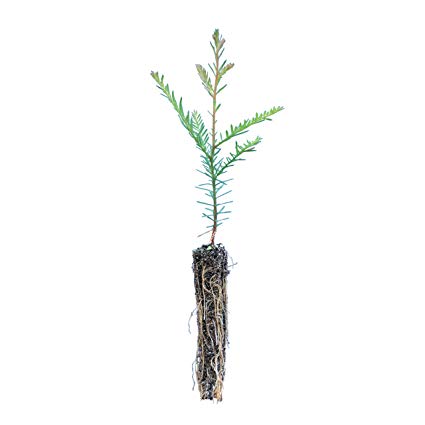 425x425 Coast Redwood Live Tree Seedling