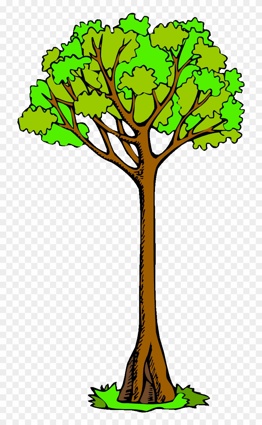 840x1358 Free Tree Clipart Tall