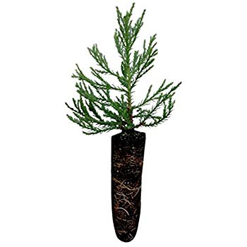350x350 Coast Redwood Live Tree Seedling