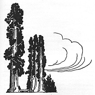 320x320 The Giant Sequoia, Handbook Of Yosemite National Park