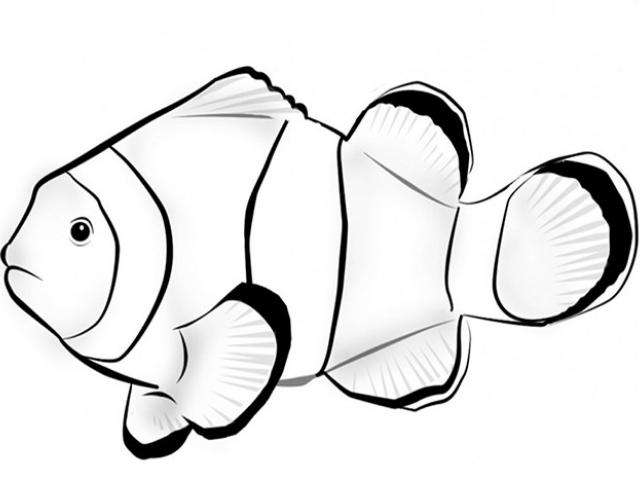 640x480 Drawn Coral Reef Fish Drawing