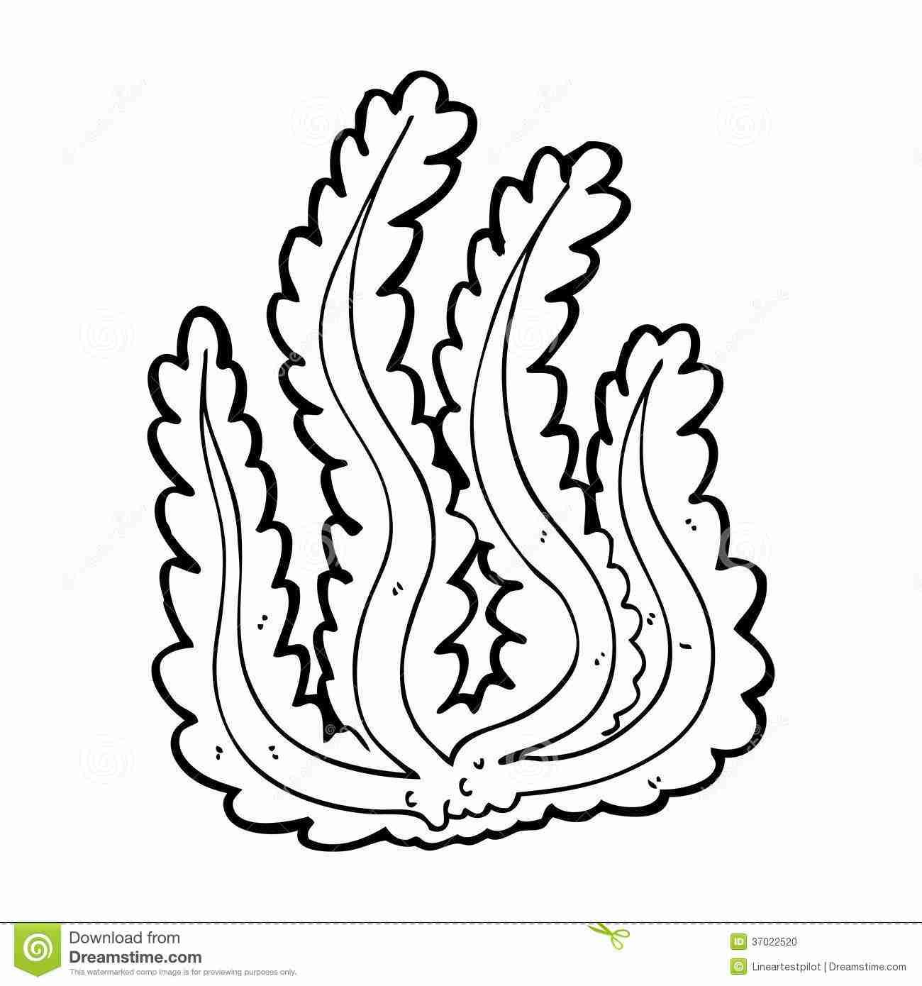 1300x1390 Simple Coral Reef Drawing