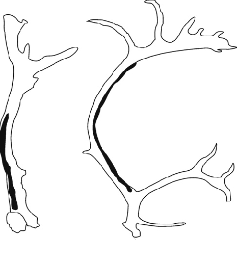 465x514 Red Deer Antler