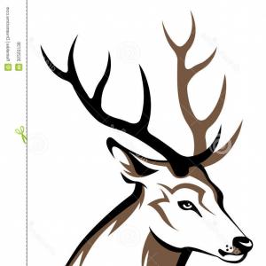 300x300 Deer Head Drawing Mule Deer Skull With Butterfly Ink Pen On Paper