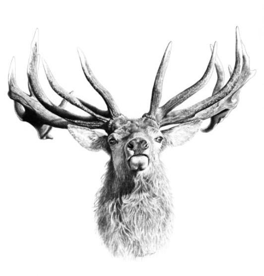 532x556 Stag Head Game Gear Nz