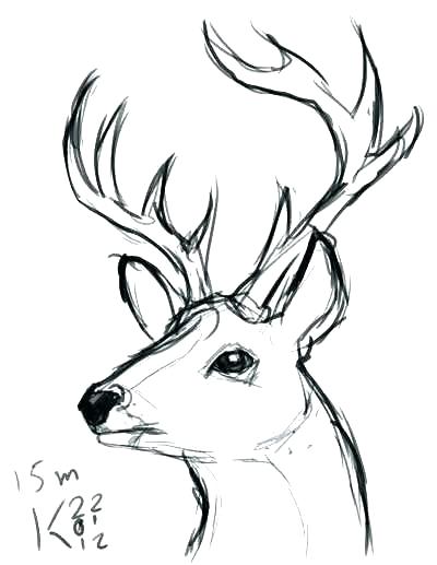 400x517 Draw A Deer