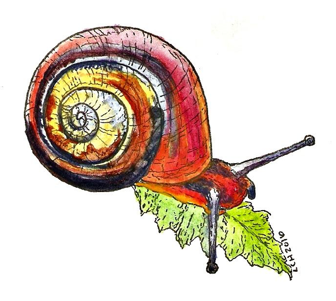 688x616 tipsy scribbles cuban land snail sketch watercolor art animal