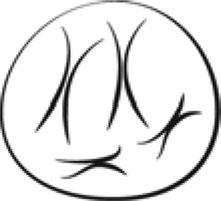 221x201 Suggestions For Integrating Drawing Into University Level Biology