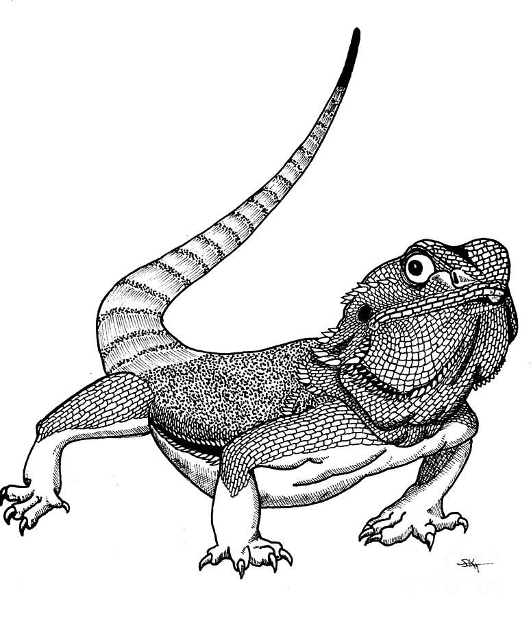 775x900 Reptiles Drawing Free Download