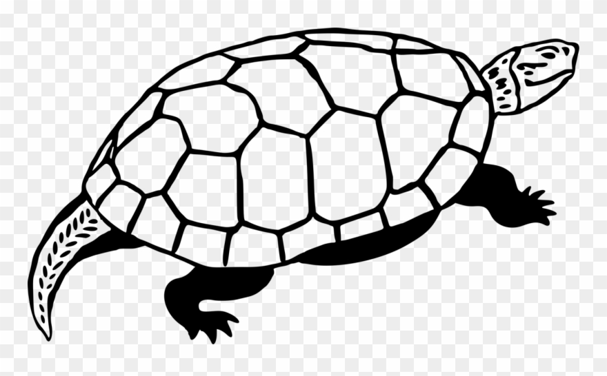 880x546 Sea Turtle Reptile Line Art Drawing