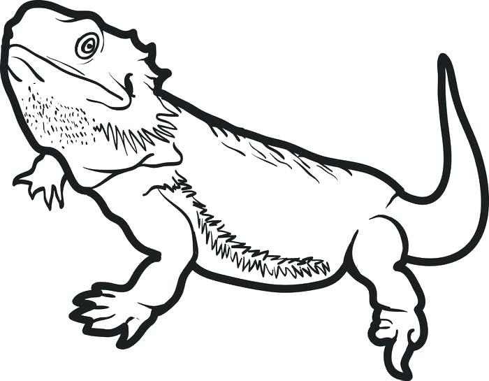 700x545 Reptile Coloring Pages For Preschoolers