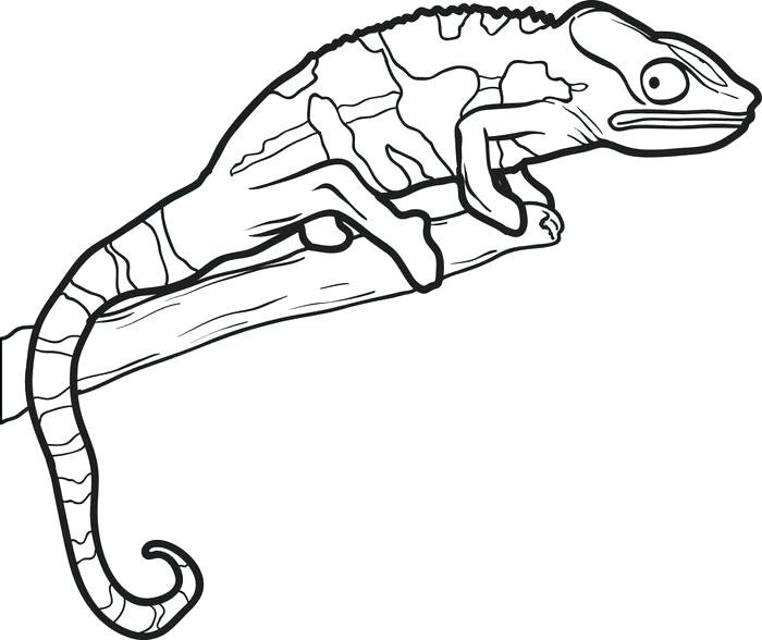 700x588 Beautiful Lizard Coloring Pages In With Outline Drawing Free