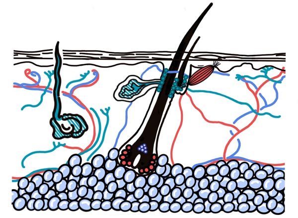 600x438 Research Hsu Laboratory Harvard