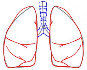 302x241 How To Draw Lungs, Step
