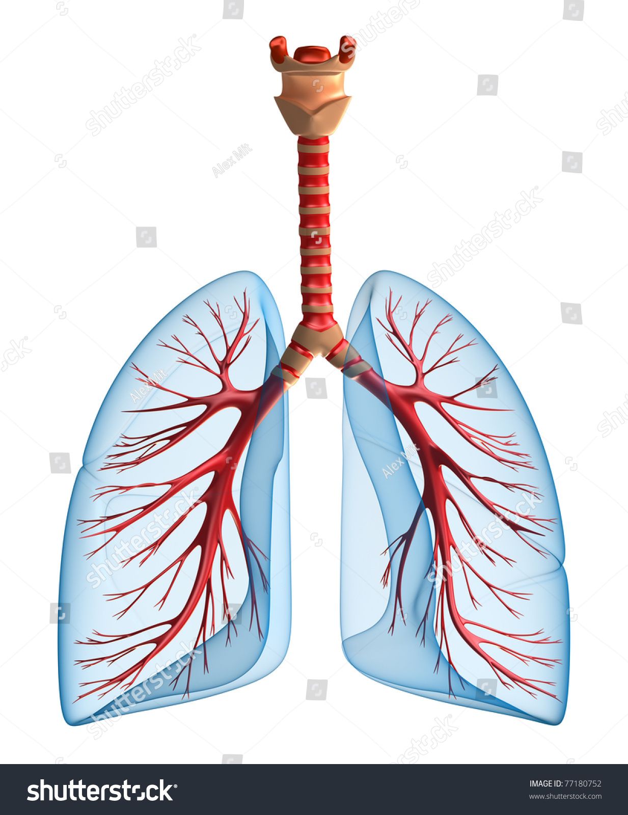 1233x1600 Image Result For Lungs Front View Drawing Respiratory