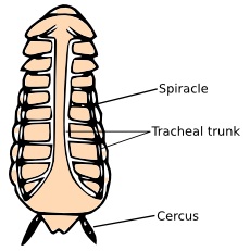 230x231 Insect Respiration