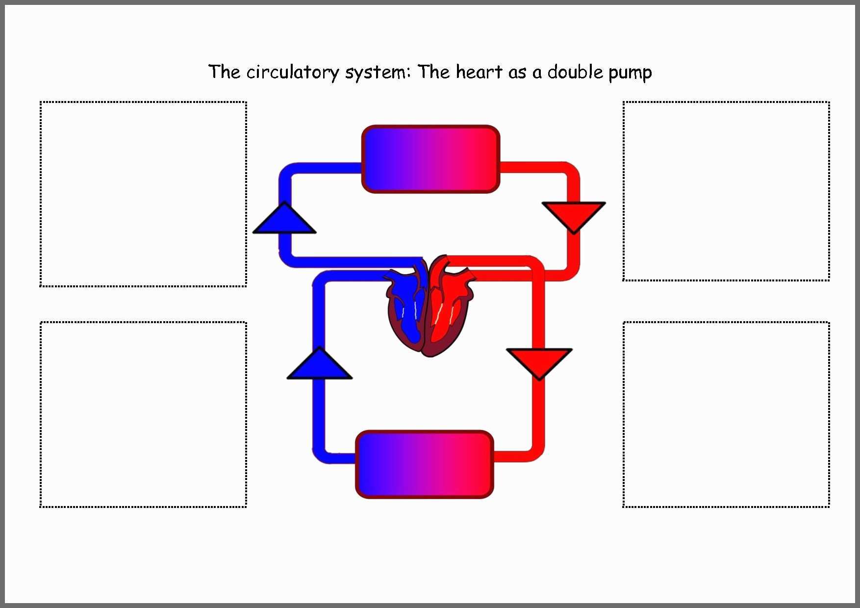 1754x1240 sketch design system pretty respiratory system drawing for kids