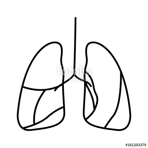 Respiratory System Drawing | Free download on ClipArtMag