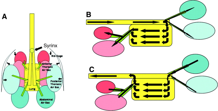 700x359 Bird Respiratory System