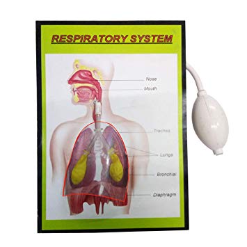 355x355 Buy Melody's Respiratory System Using Baloon Biology Working Model