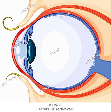 469x470 Retina, Drawing, Stock Photo, Picture And Rights Managed Image