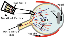 250x147 vision and light induced molecular changes