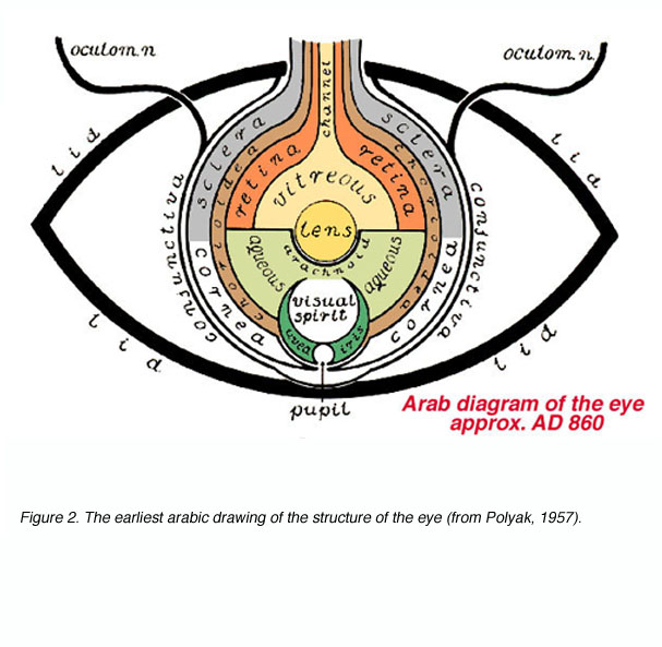 607x593 Webvision Psychophysics Of Vision