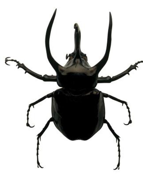 486x600 free drawn beatle rhinoceros beetle, download free clip art
