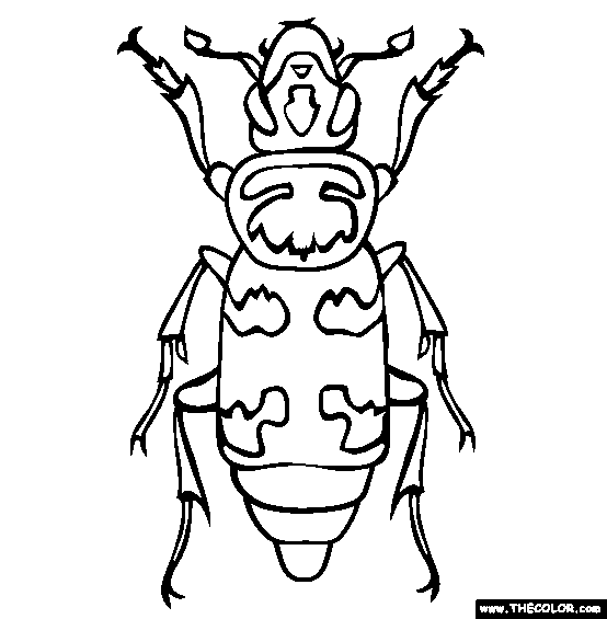 554x565 Rhino Beetle Coloring Pages Coloring Page