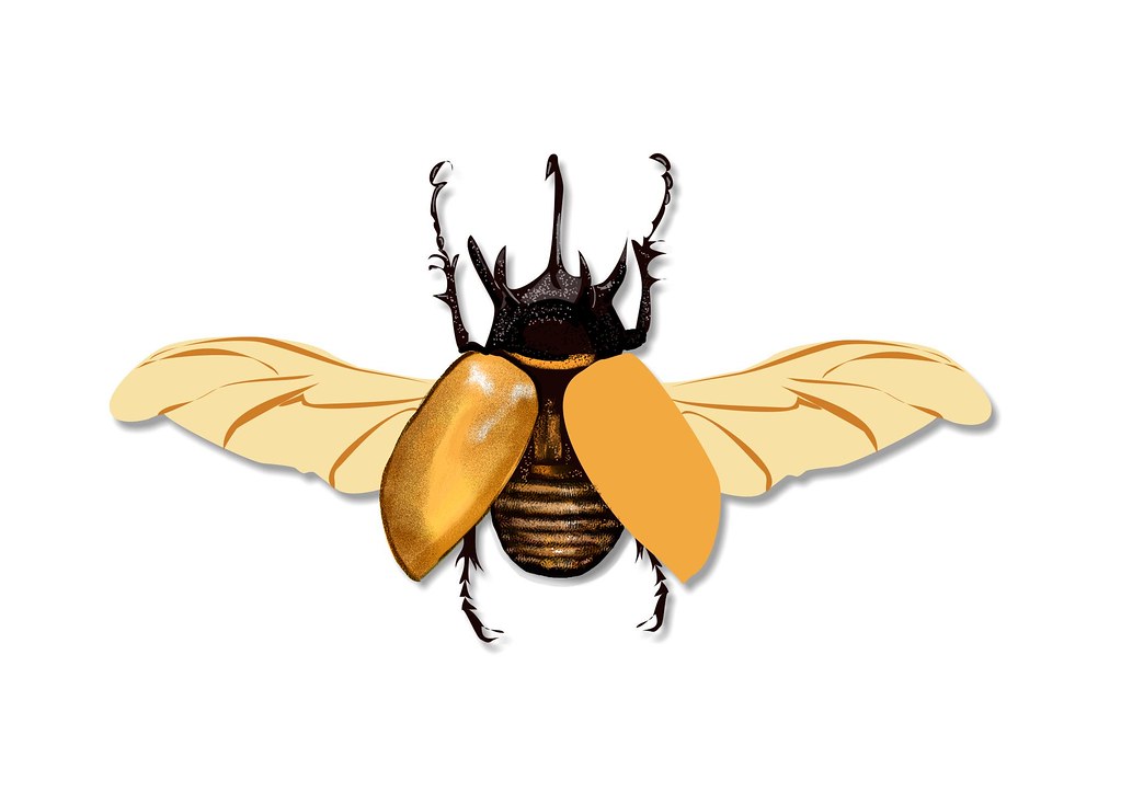 1023x734 Rhino Beetle Drawing In Progress My Next Insect Is