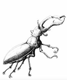 236x281 Best Beetle Drawing Images Drawings, Awesome Tattoos, Drawing S