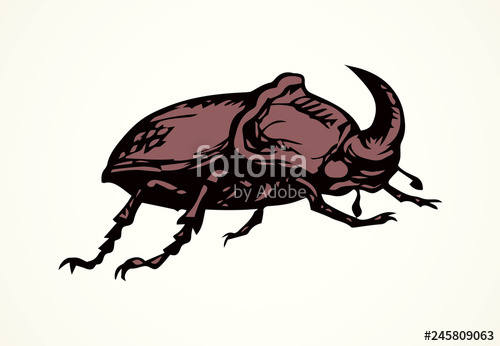500x346 Rhinoceros Beetle Vector Drawing Stock Image And Royalty Free
