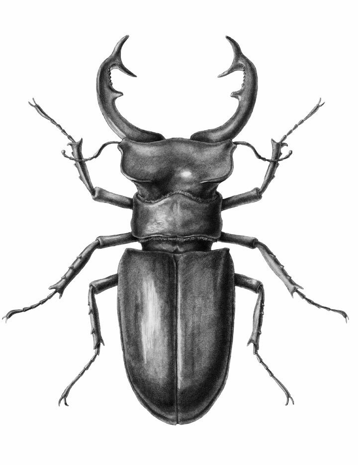 720x935 stag beetle lines, beautiful lines in beetle drawing