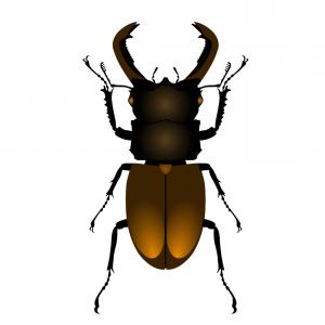 300x300 Stock Photo Stag Beetle Engraved Vintage Hand Drawn