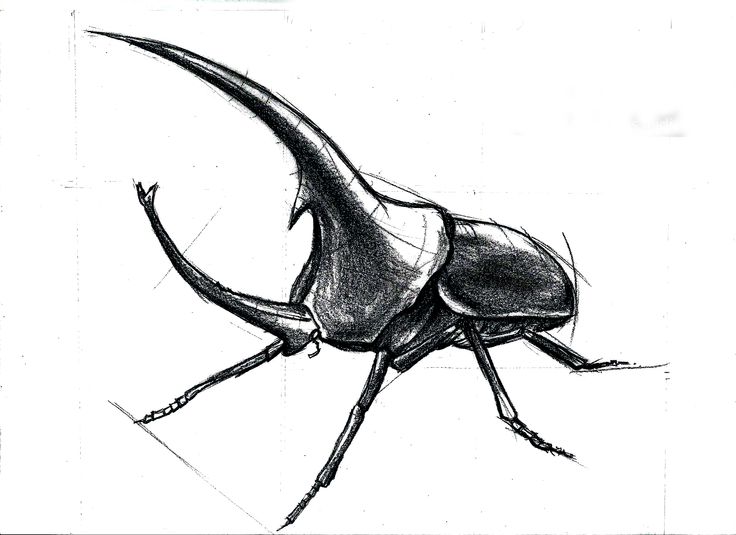 Rhino Beetle Drawing | Free download on ClipArtMag